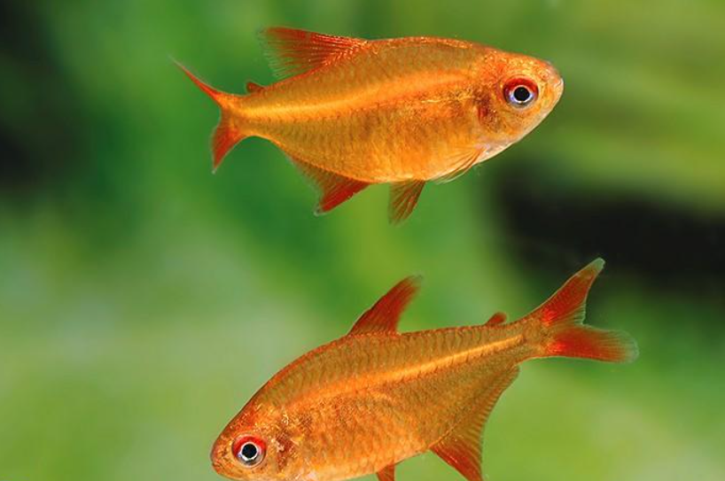 Tetra Red Cherry