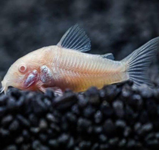 Corydora Albina