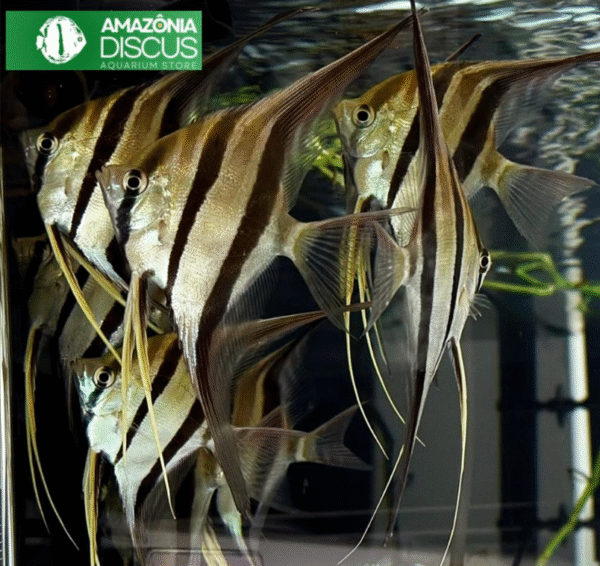 Pterophyllum Altum