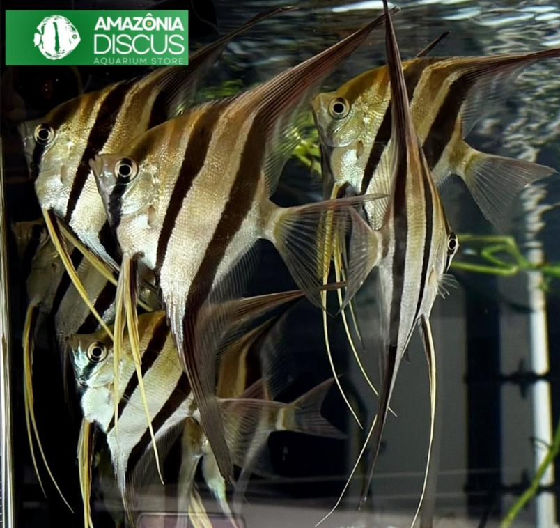 Pterophyllum Altum