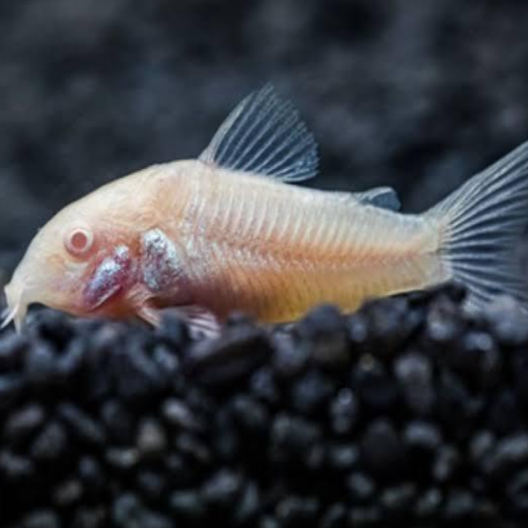 Corydora Albina