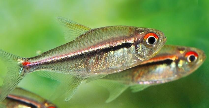 Tetra Bandeira (Hyphessobrycon heterorhabdus)10
