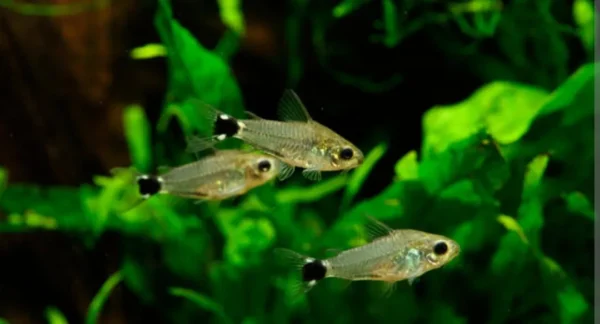 Corydoras hastatus - Imagem 2