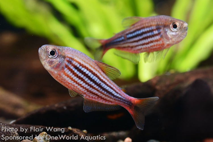 Tetra Zig Zag