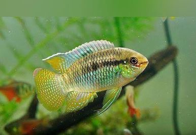 Curviceps