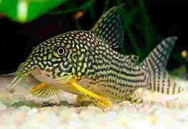 Coridora Sterbai