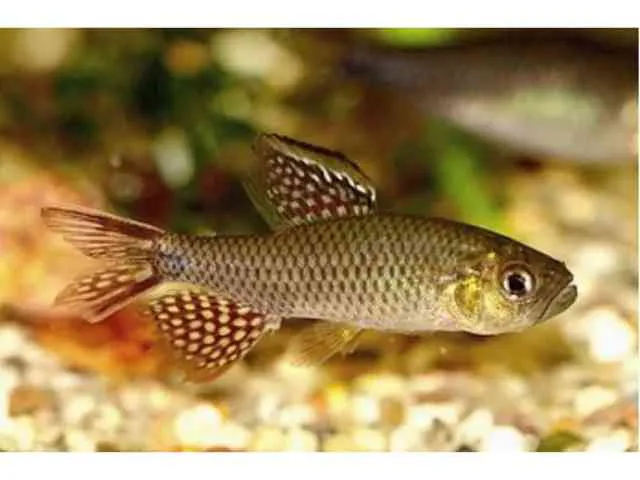 Tetra vela