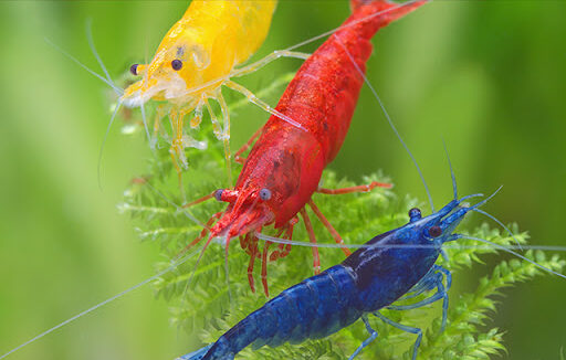 Camarão Neocaridina red/blue/green