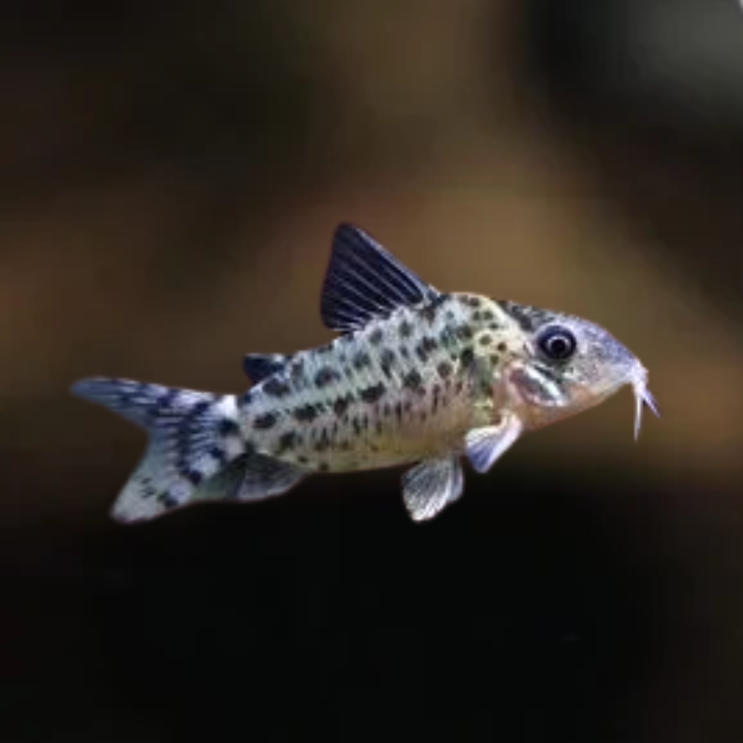 Coridora agasissi