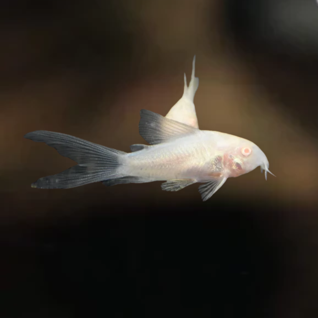 Corydora albina VÉU