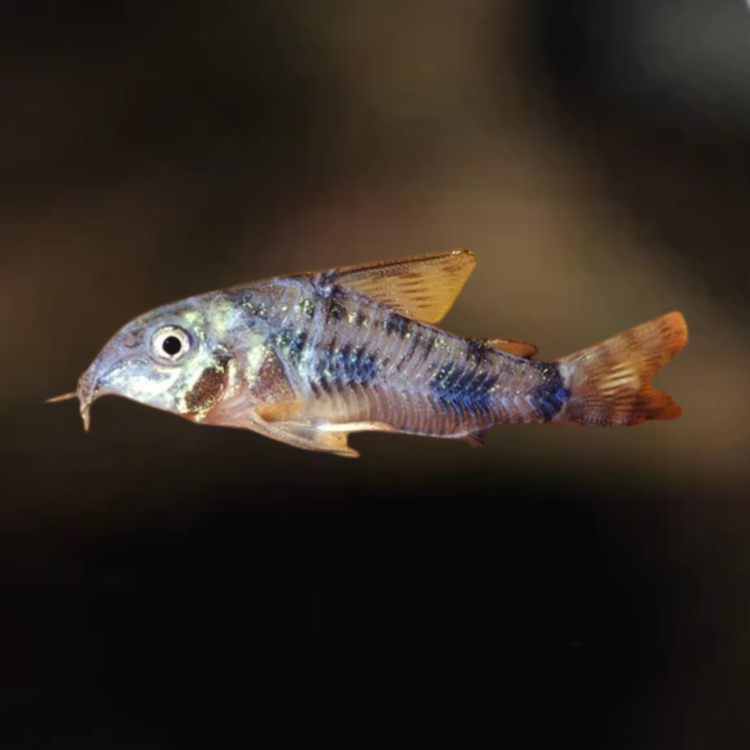 Corydoras erhardti