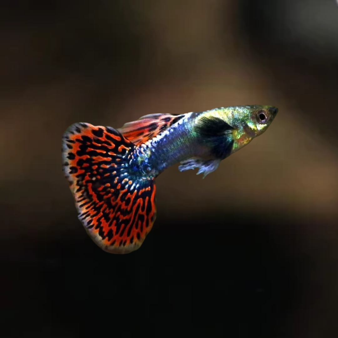 Guppy Dumbo Red tail