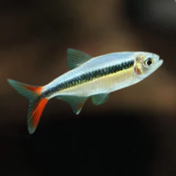 Tetra Pinguim Red Tail